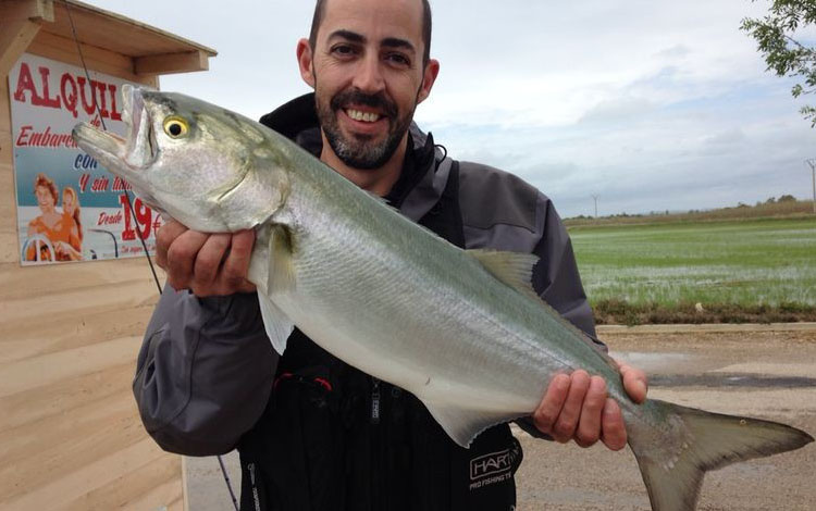 Spanien Ebro Delta Fisch 0008